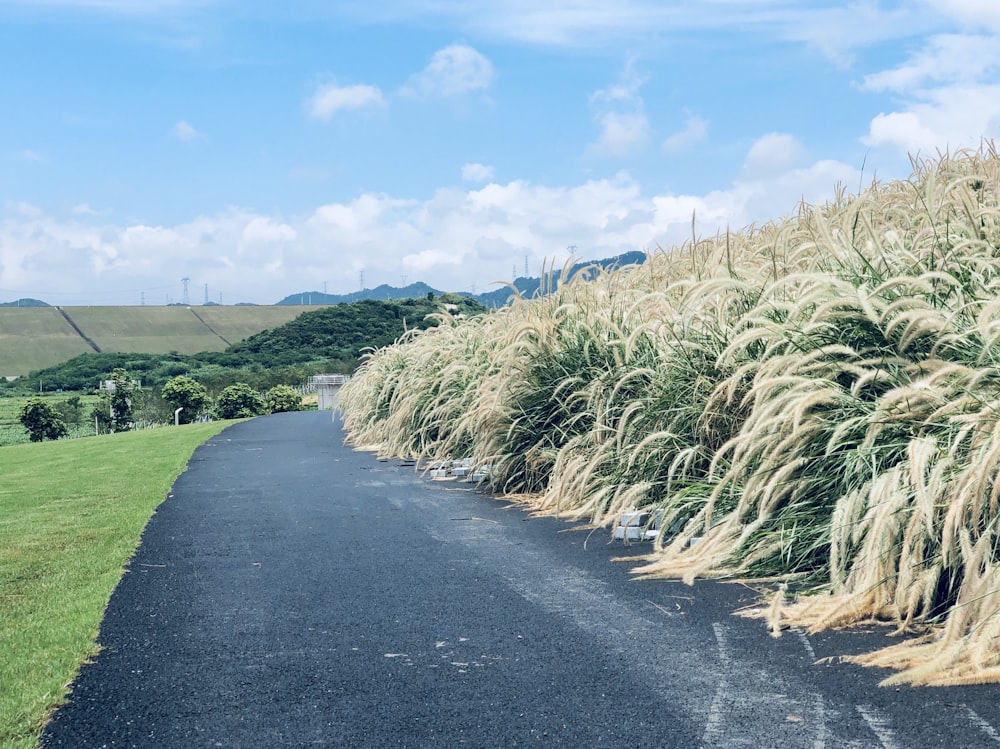 昼間の青空の下、灰色のアスファルト道路脇の緑の芝生畑