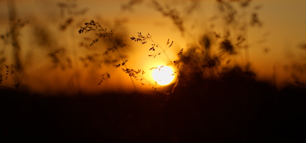 silhouette of plant during sunset