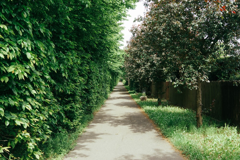 gray concrete pathway between green trees during daytime