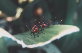A group of red and black insects is gathered on a large green leaf, with a blurred natural background.