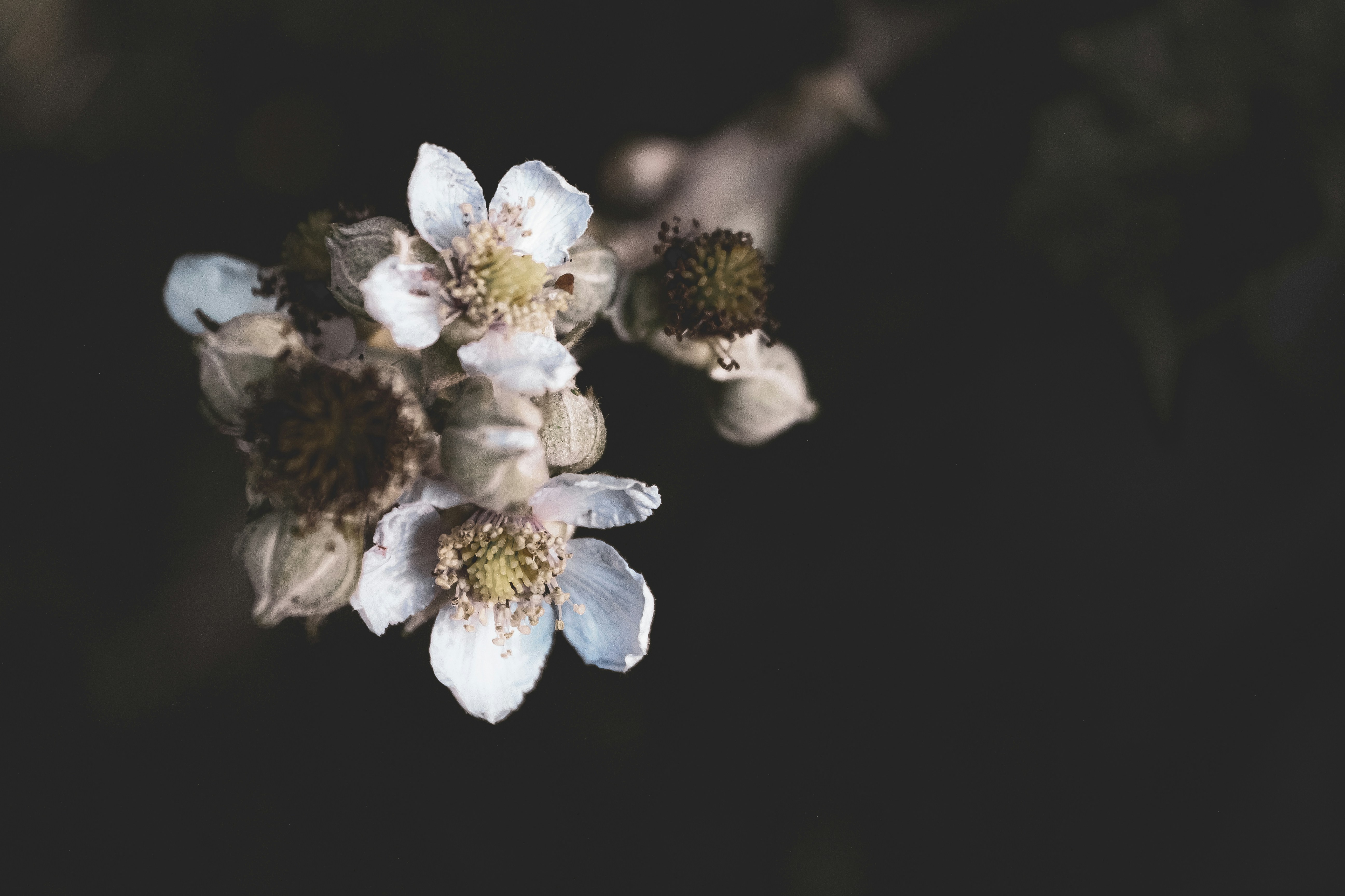 Photo by pixeldebris