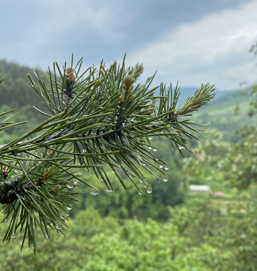 green pine tree during daytime