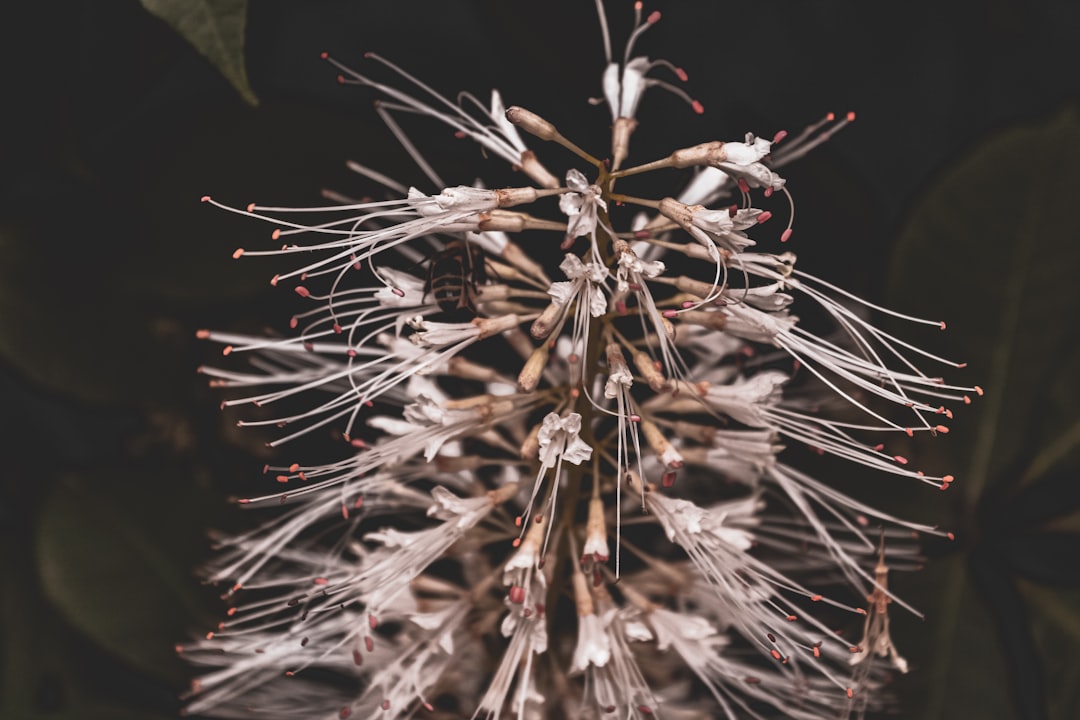 white and brown flower in close up photography