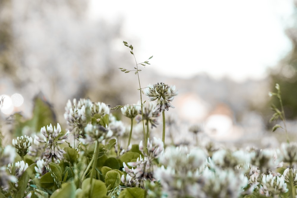 white flowers with green leaves during daytime