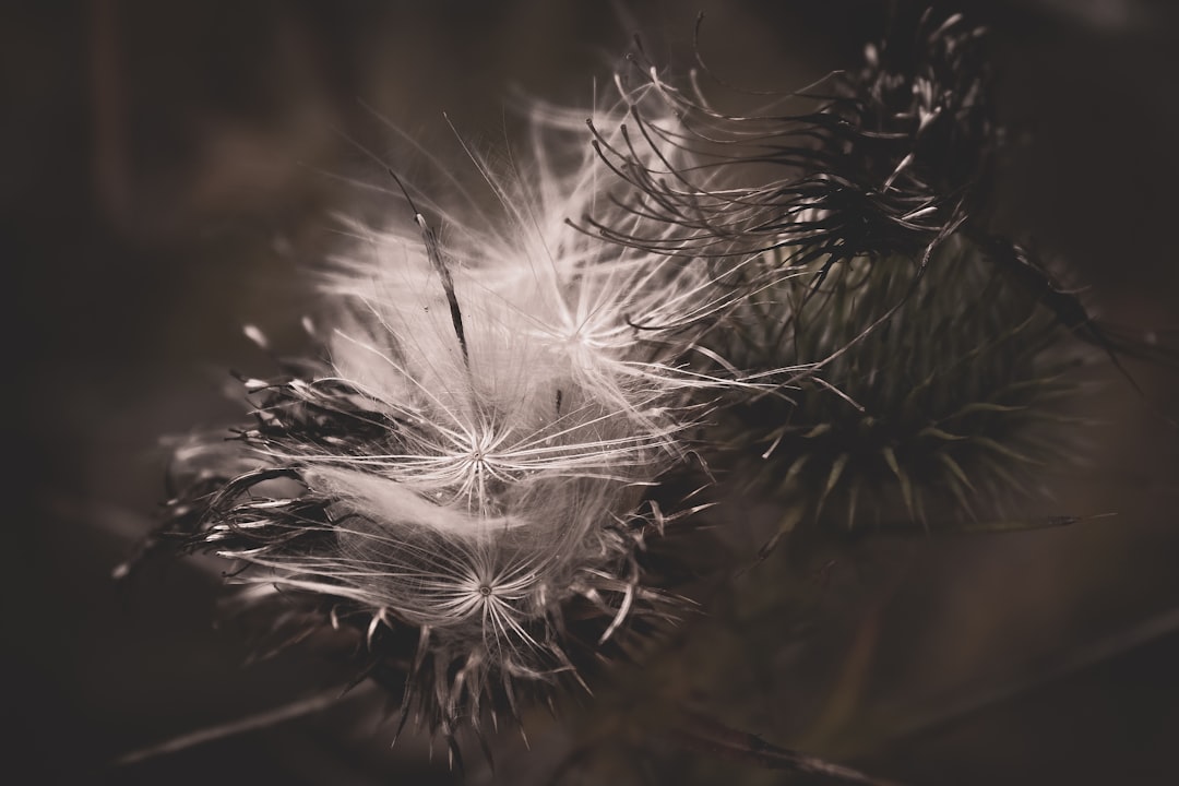 white dandelion in close up photography