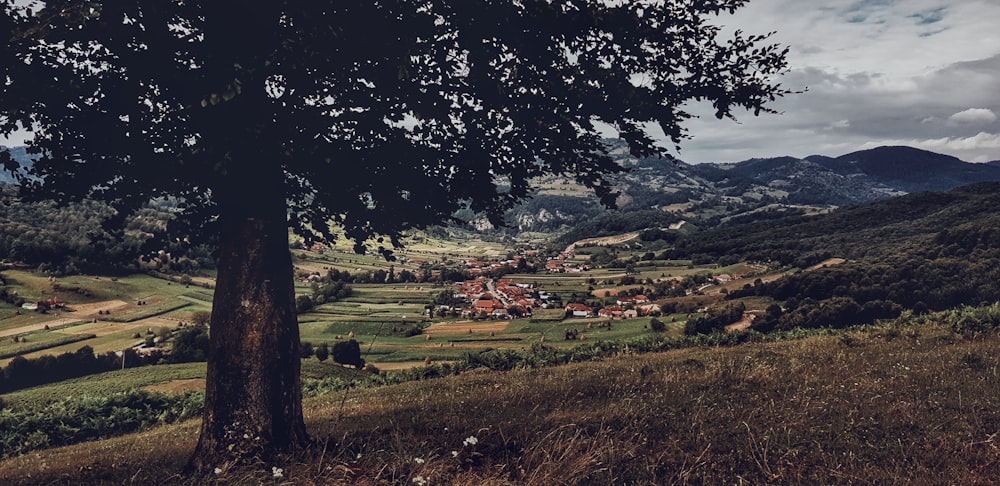 green grass field near green trees and houses during daytime