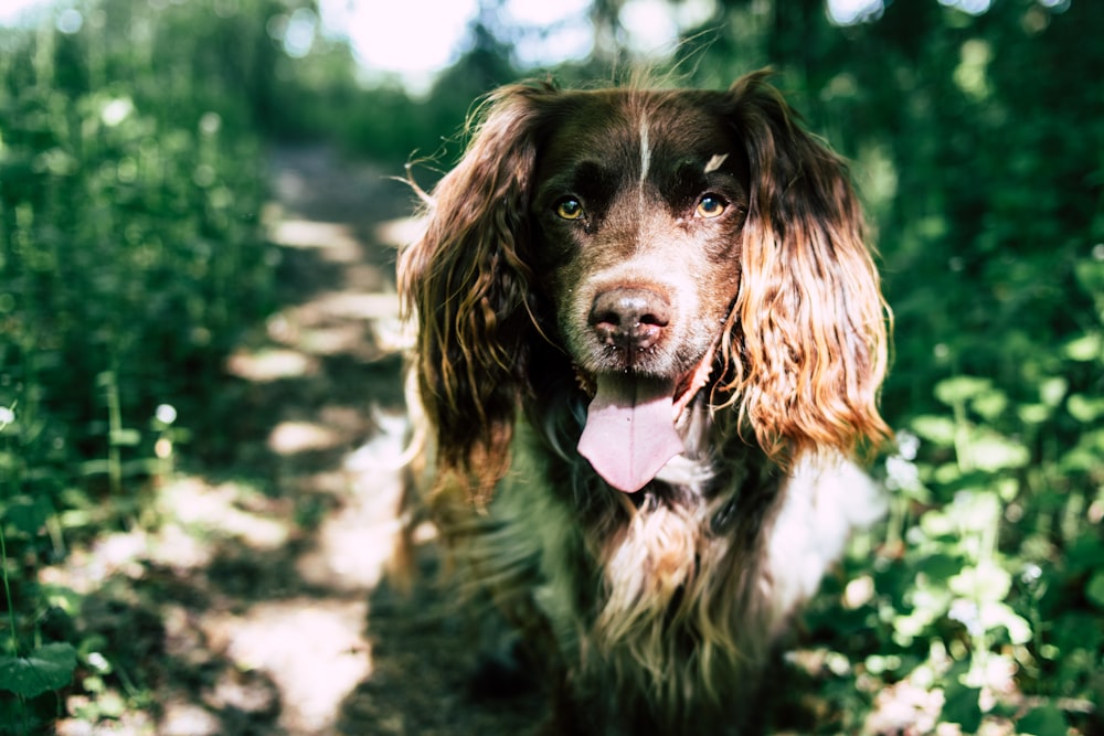 brown and white long coated dog