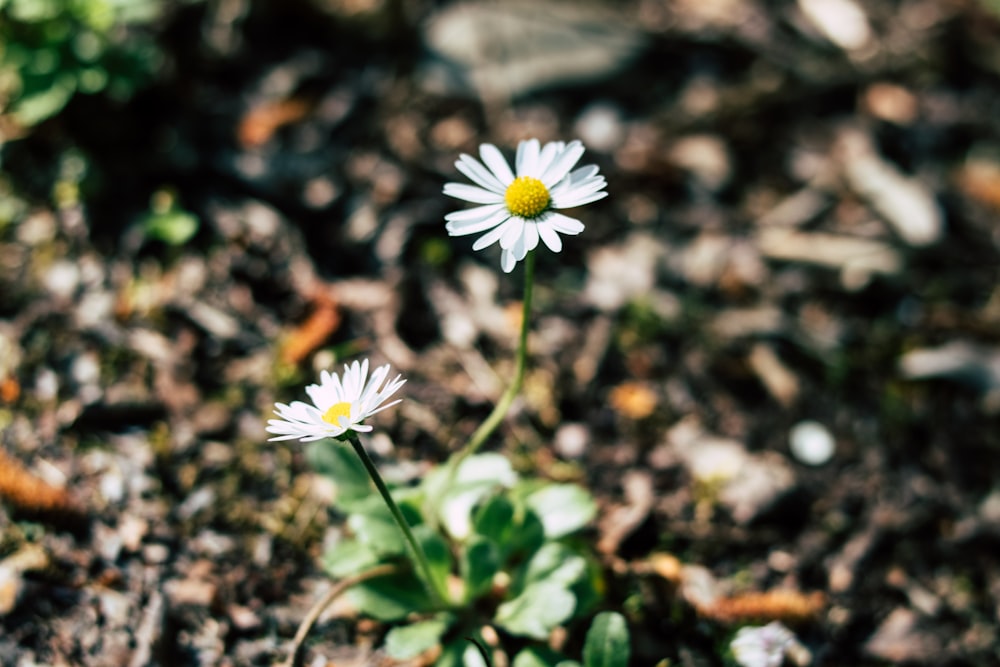 Weißes Gänseblümchen in Tilt Shift-Linse