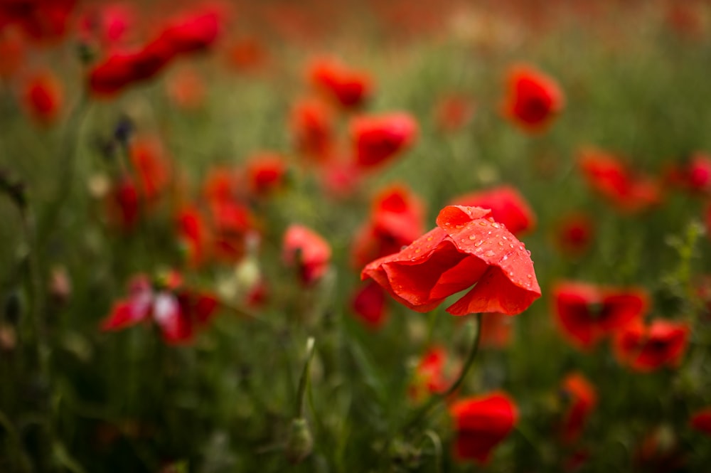 red flower in tilt shift lens