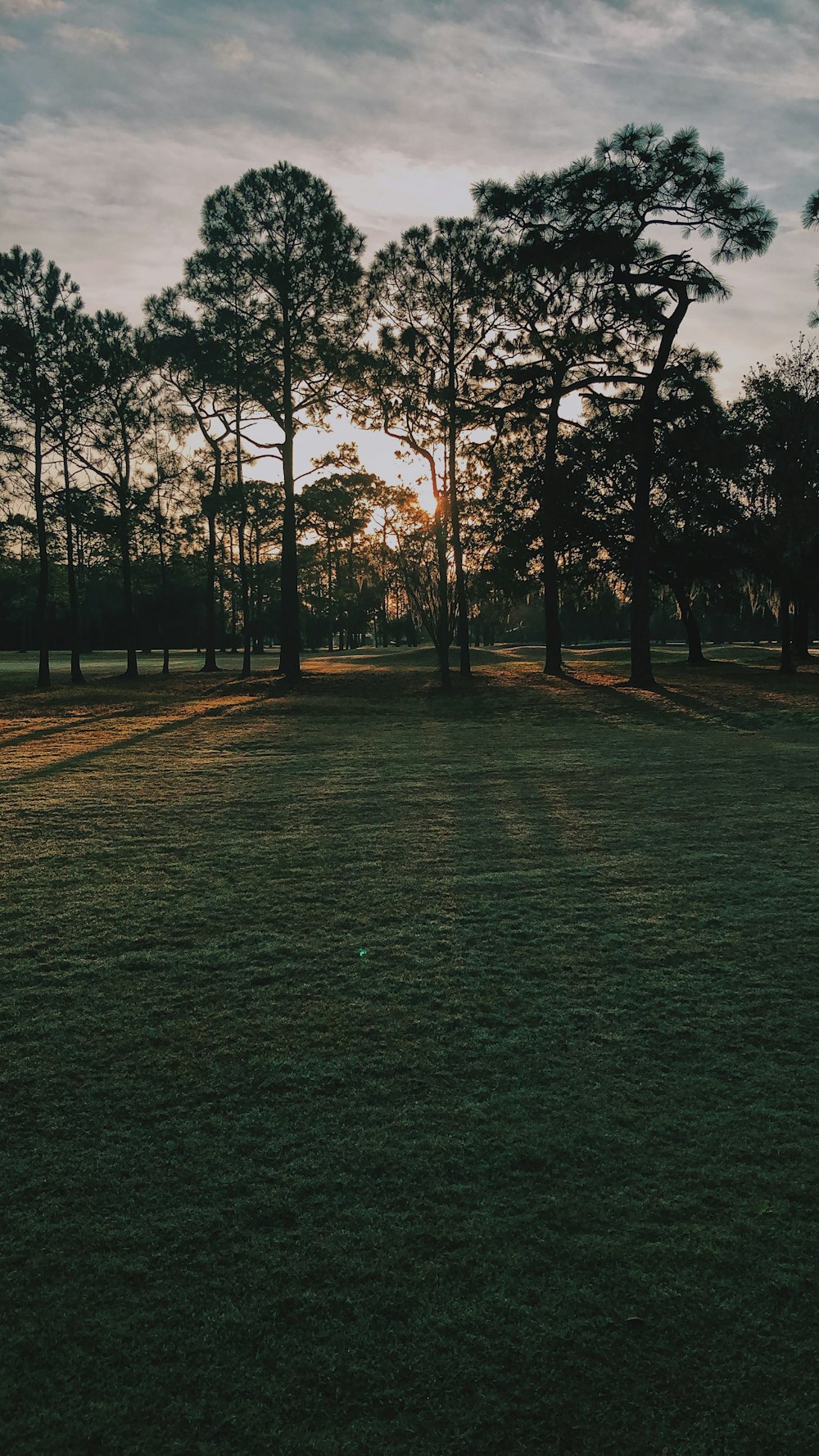 green trees on green grass field during daytime