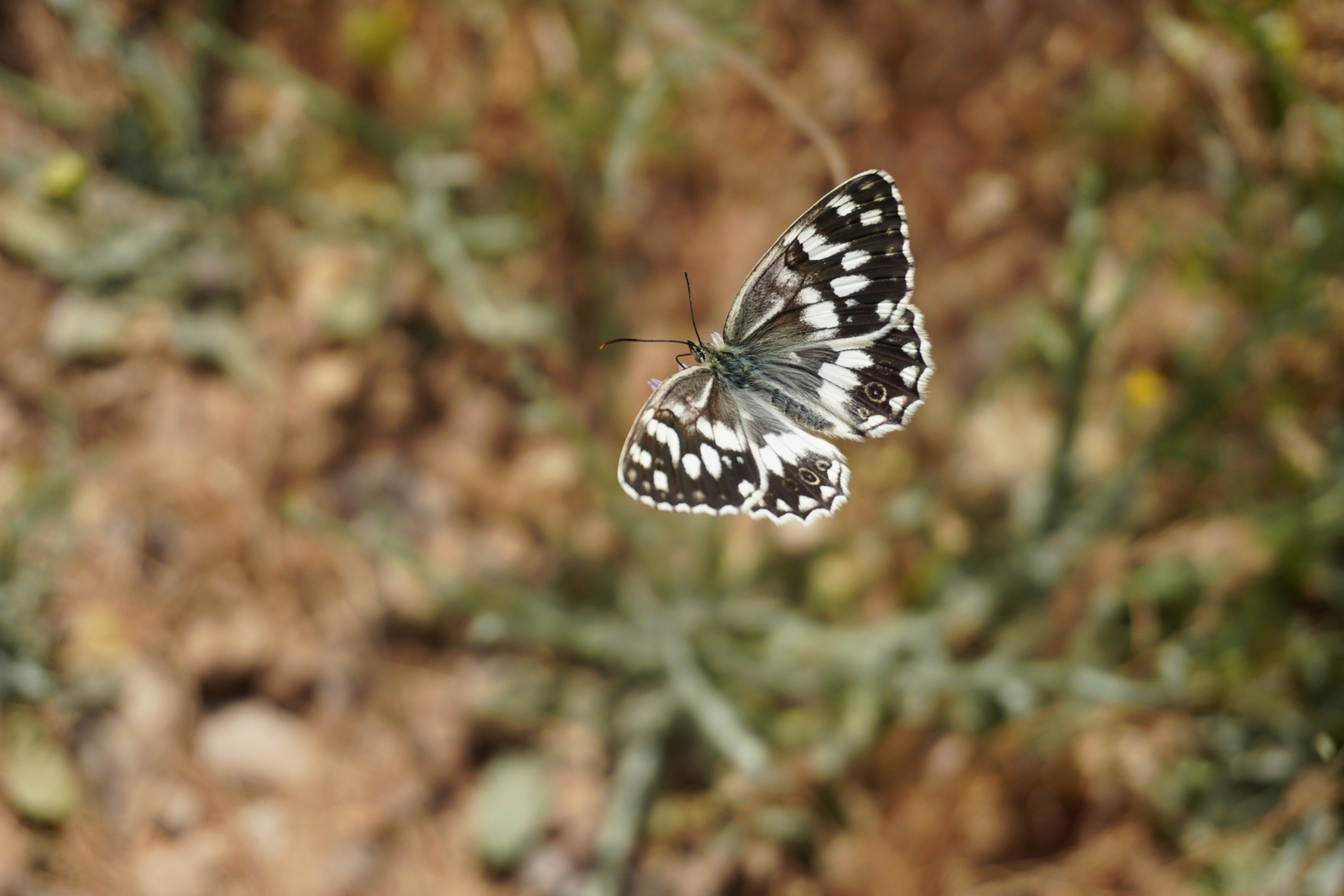 Photo by mohammad2020