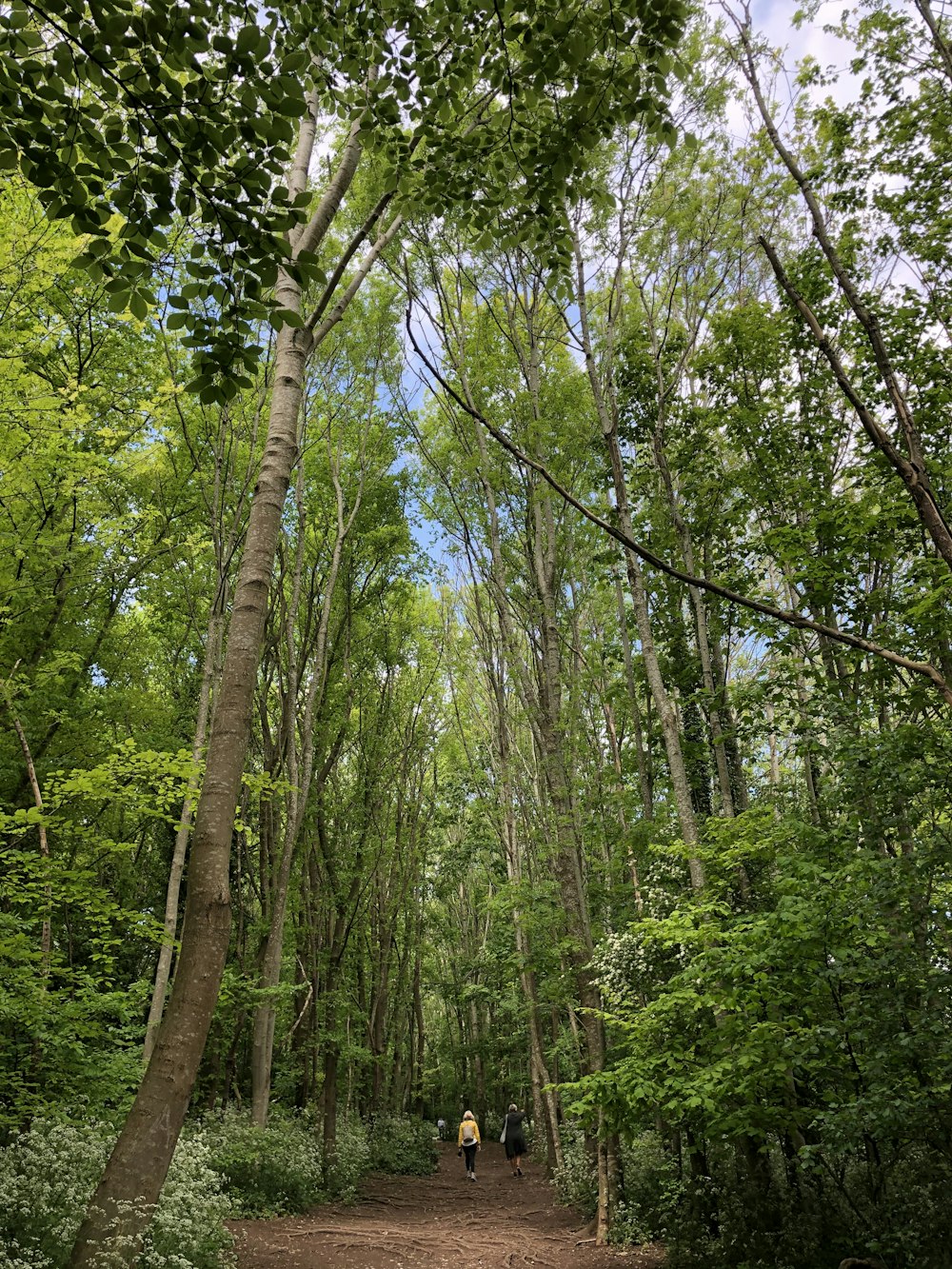 green trees under white sky during daytime