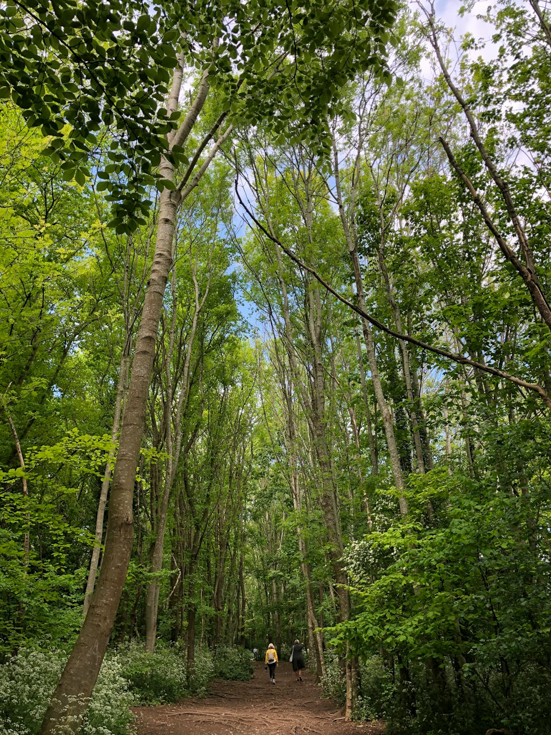 Forest photo spot Three Cornered Copse West Sussex