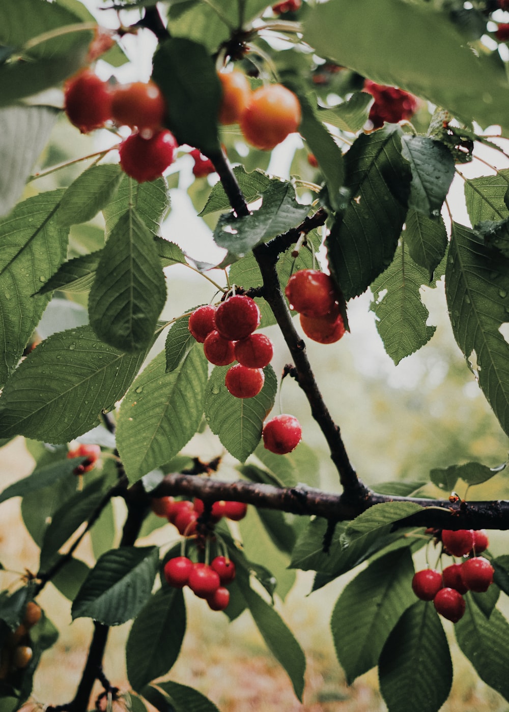 red round fruits on green leaves during daytime