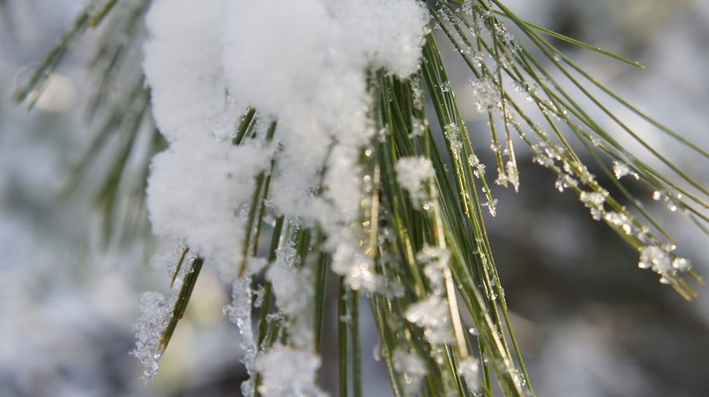 green grass covered with snow