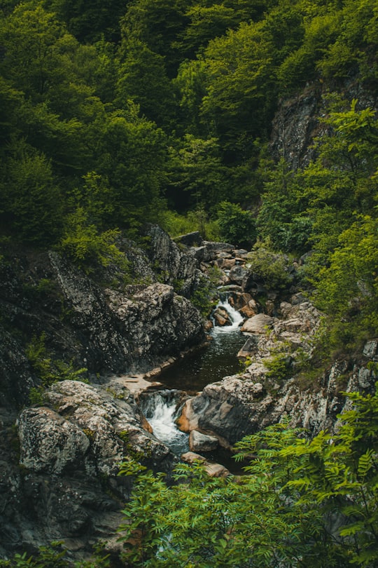 river in the middle of forest during daytime in Cluj County Romania