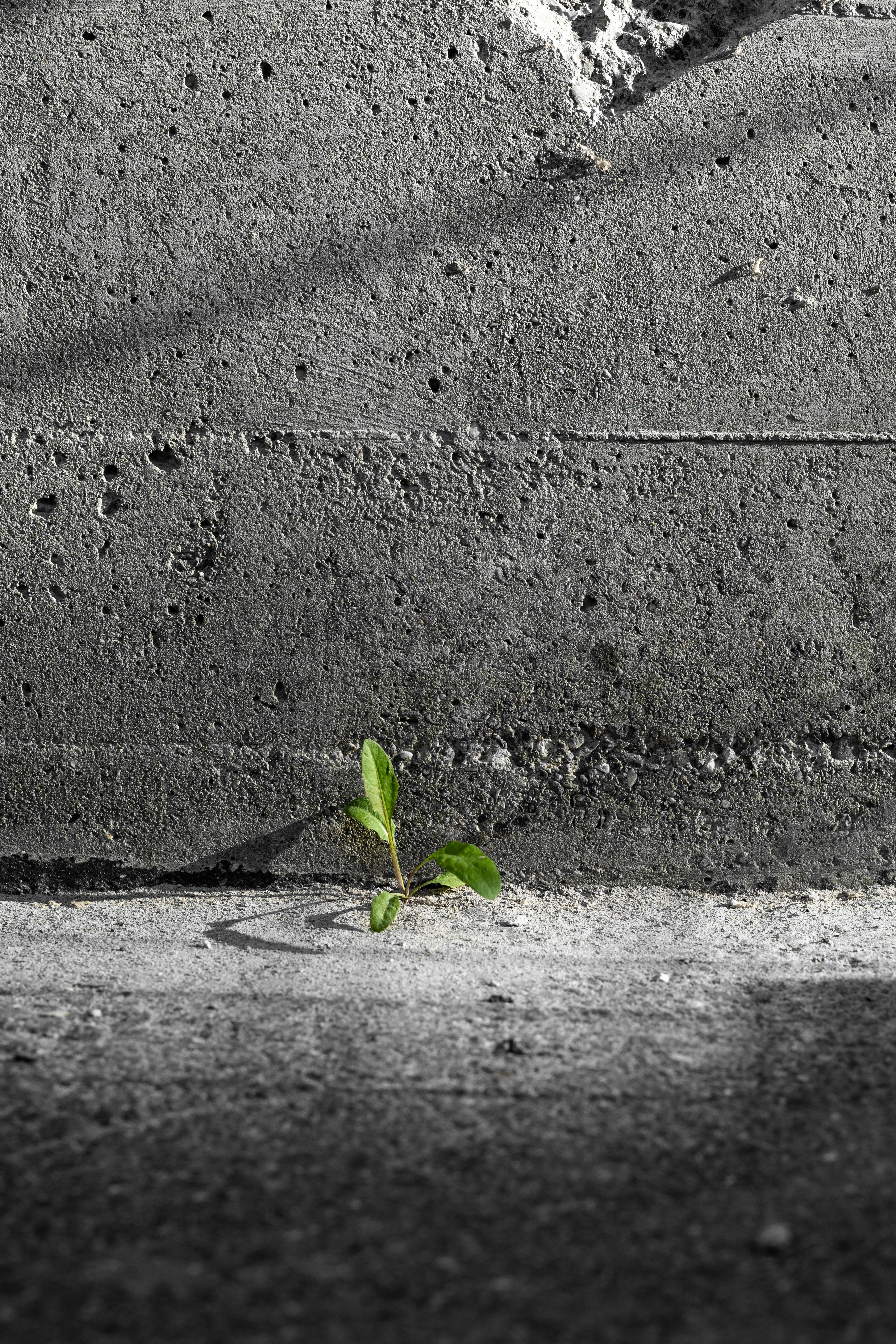 Giardini Zen da interni per armonia e relax | La Casa degli Incensi – La  Casa Degli Incensi, image size:3000x4500