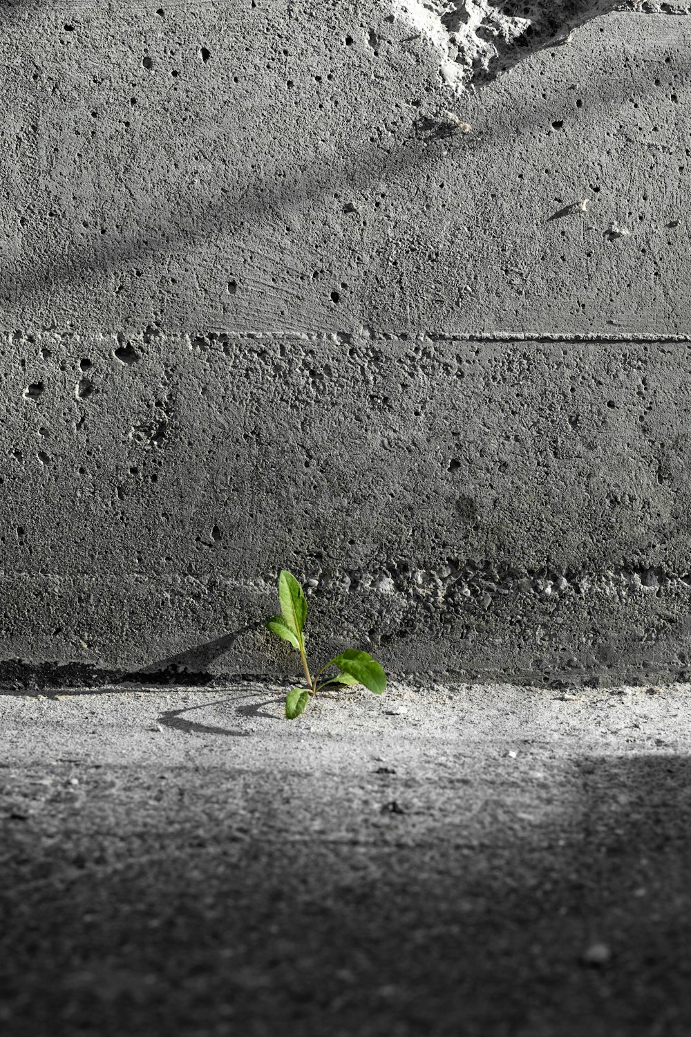 green plant on gray concrete wall