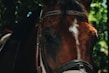 Digital number tags displayed on various horse bridles in natural outdoor setting