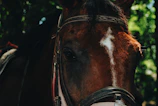 Close-up of a horse being carefully branded, showcasing the ranch’s equestrian tradition.