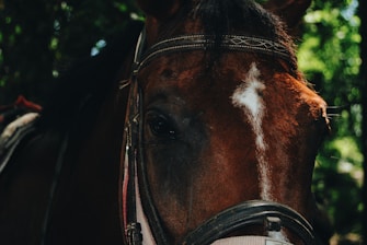 A close-up view of a horse's face, featuring a bridle and a white marking on its forehead. The horse's brown coat stands out against a blurred natural green background, suggesting an outdoor setting.