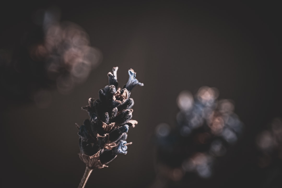 black and white flower in tilt shift lens