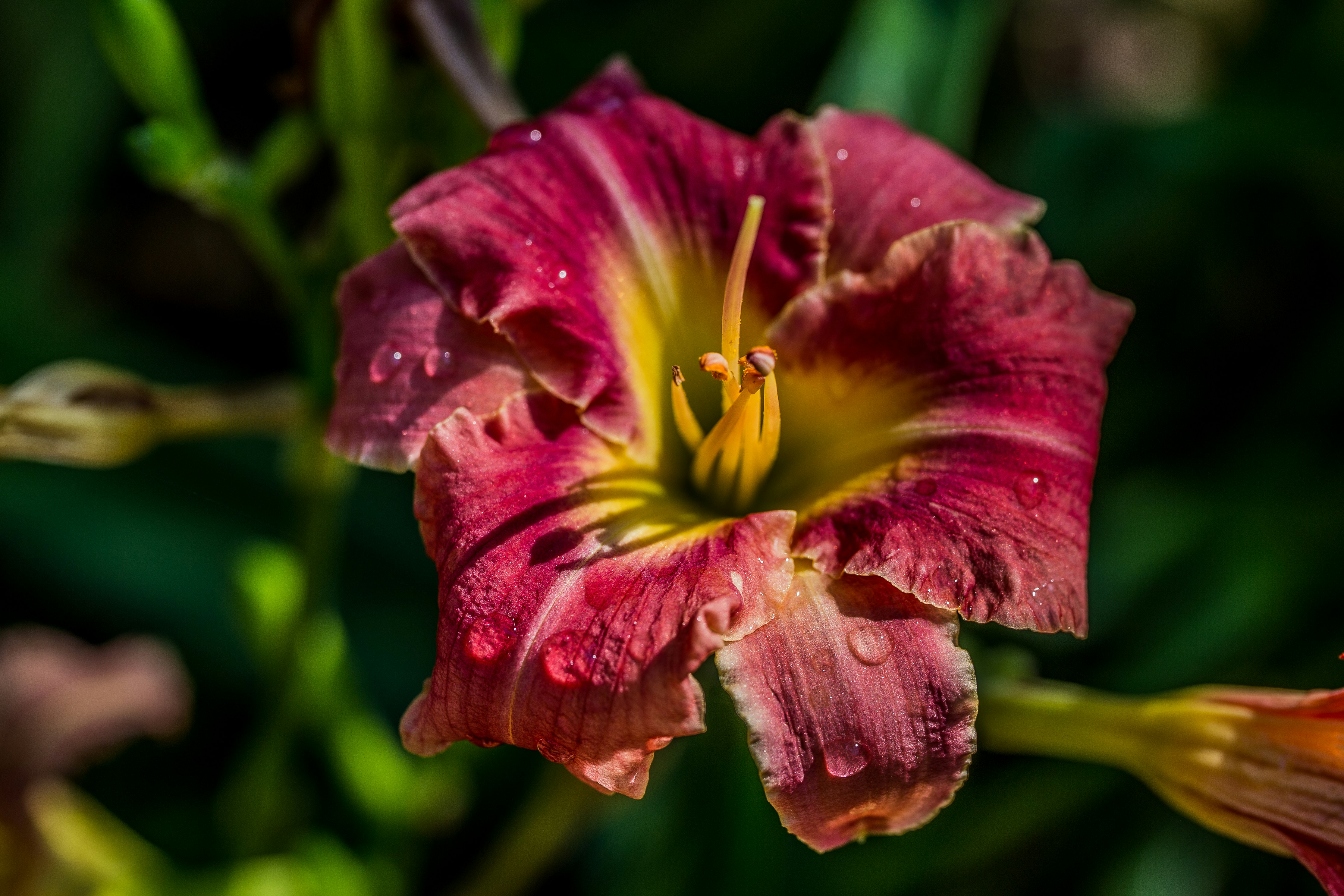 pink and yellow flower in macro shot