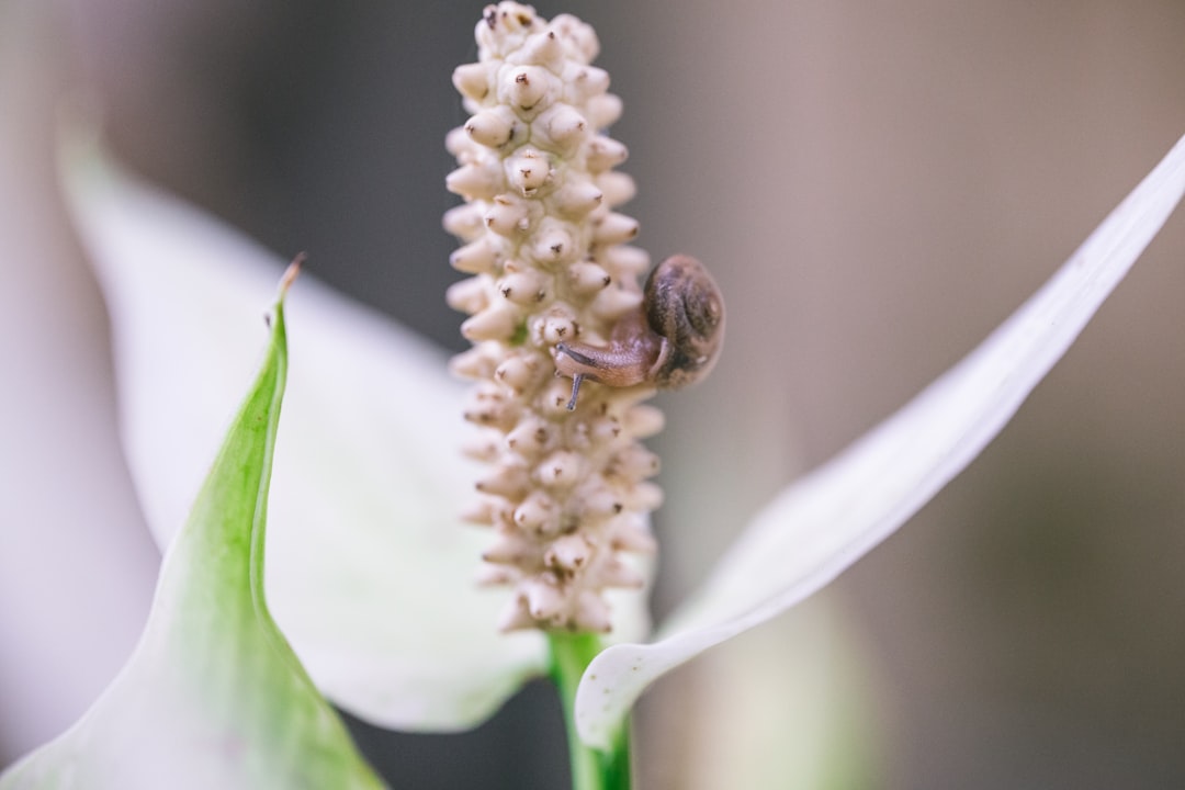 gold ring on white flower