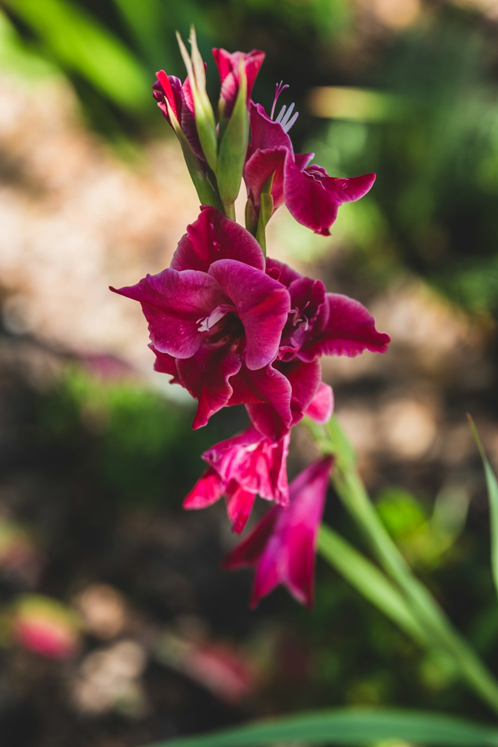 purple flower in tilt shift lens