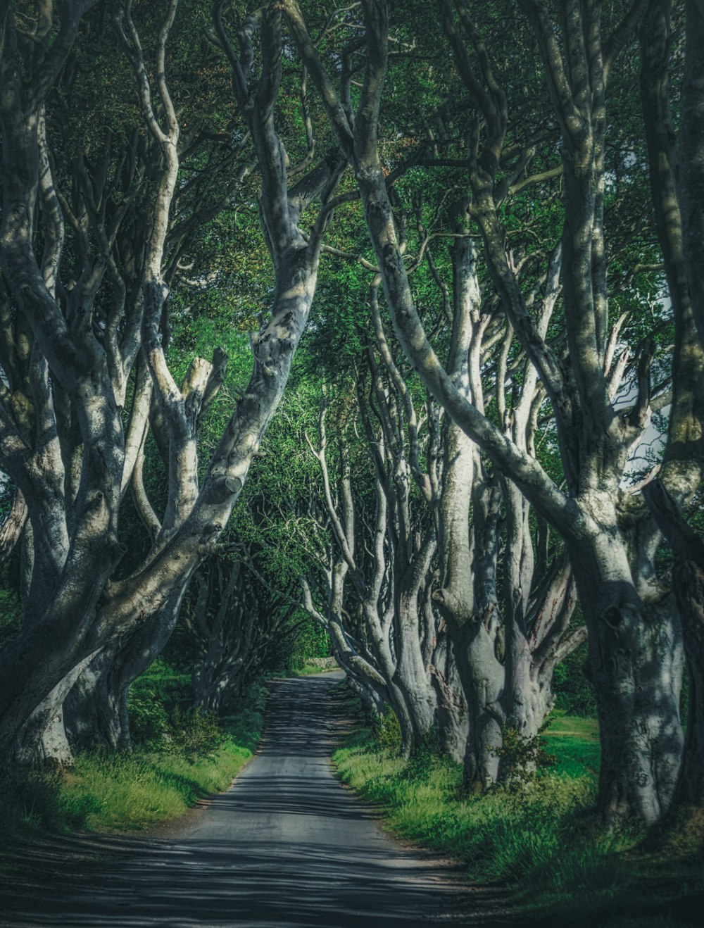 brauner Holzweg zwischen grünen Bäumen tagsüber
