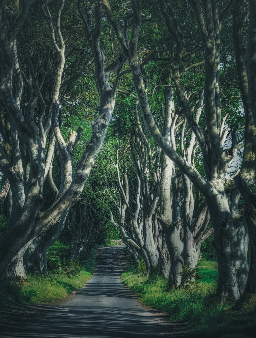 brown wooden pathway between green trees during daytime