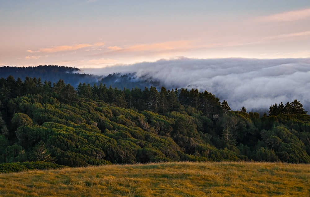 árboles verdes en la montaña bajo nubes blancas durante el día