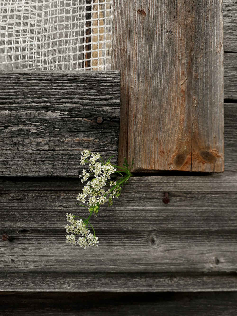green plant on brown wooden fence