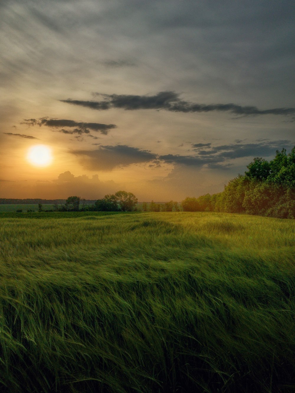 Champ d’herbe verte au coucher du soleil