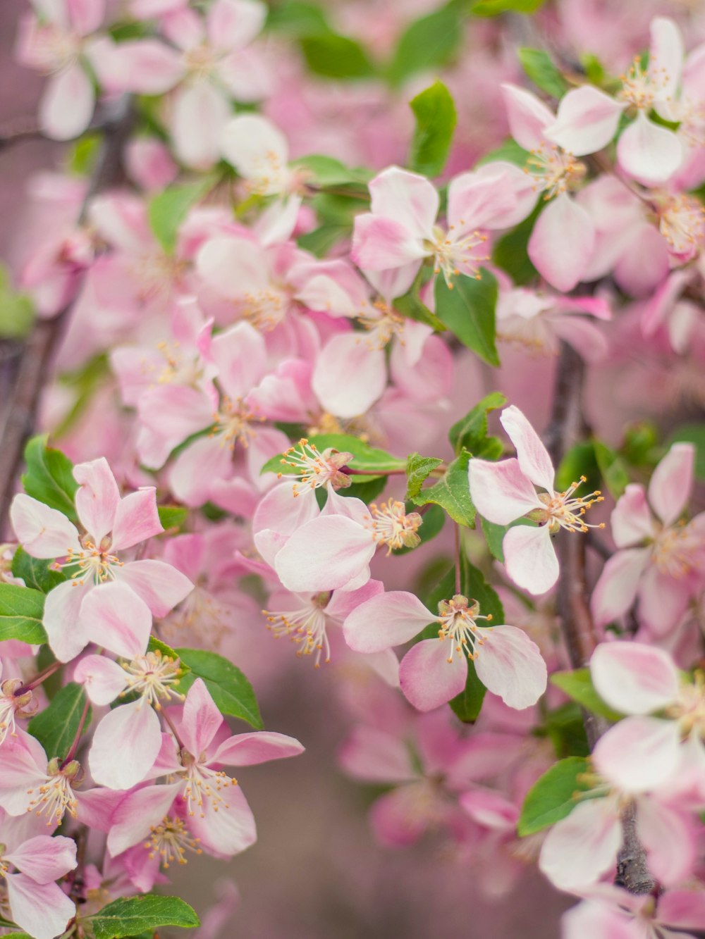 pink and white flowers in tilt shift lens