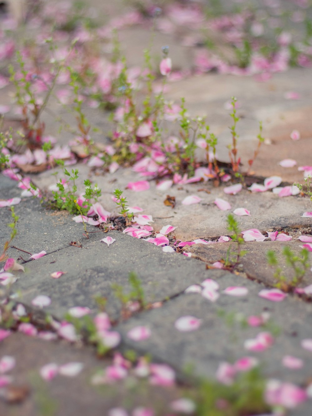 pink petals on the ground