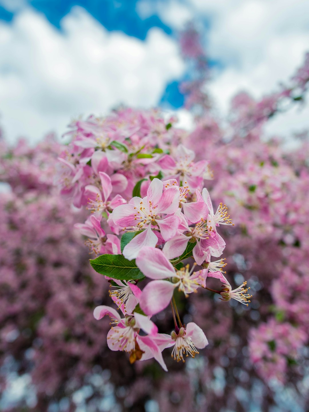 pink and white flower in tilt shift lens