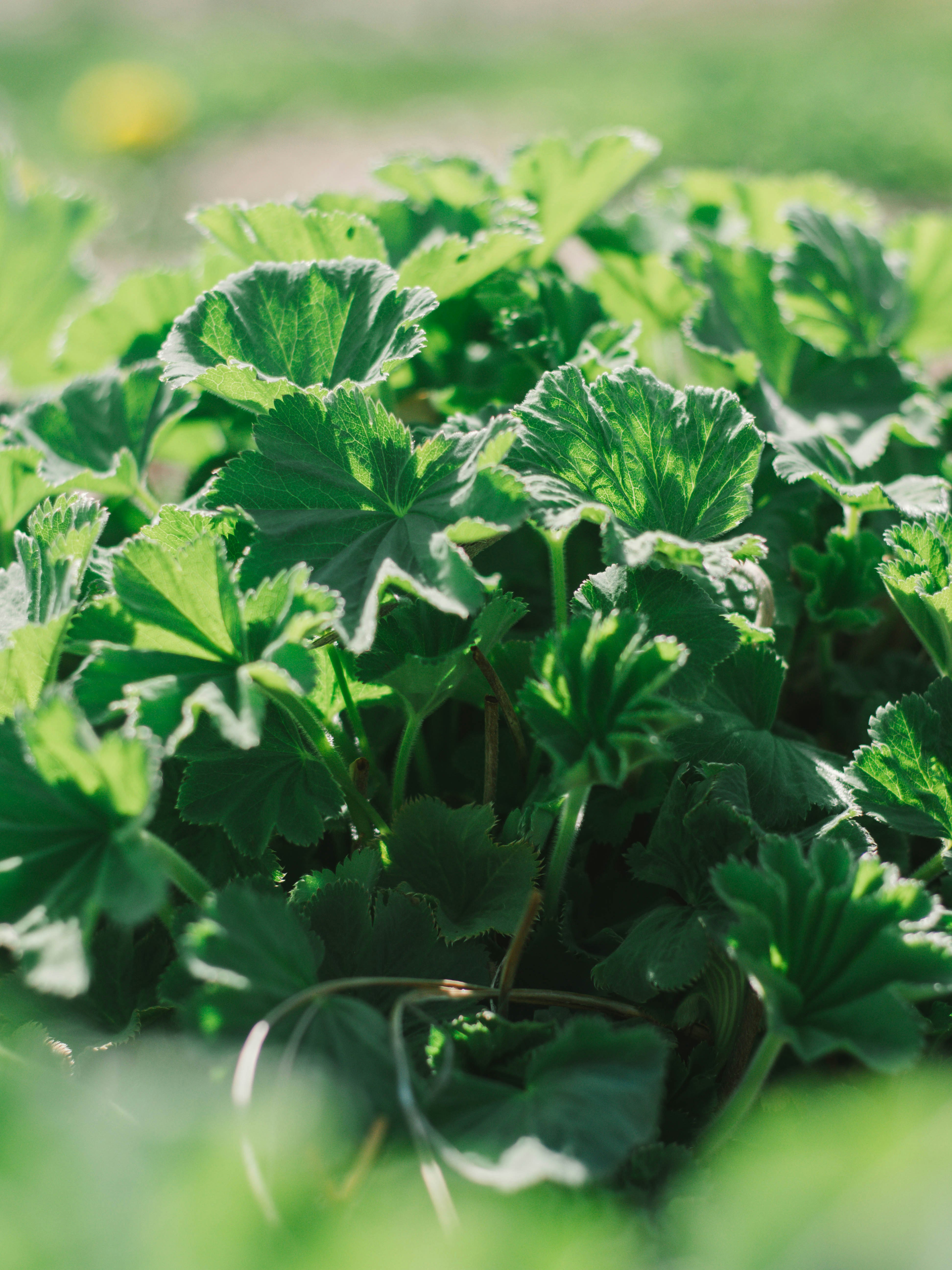 Photo by giobartlett