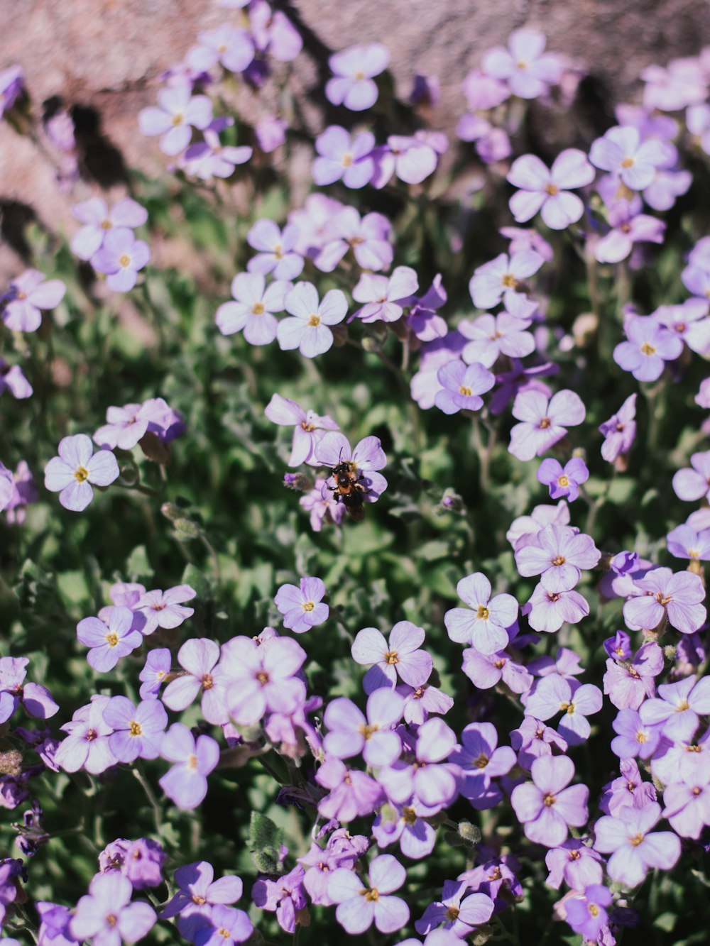 purple flowers with green leaves