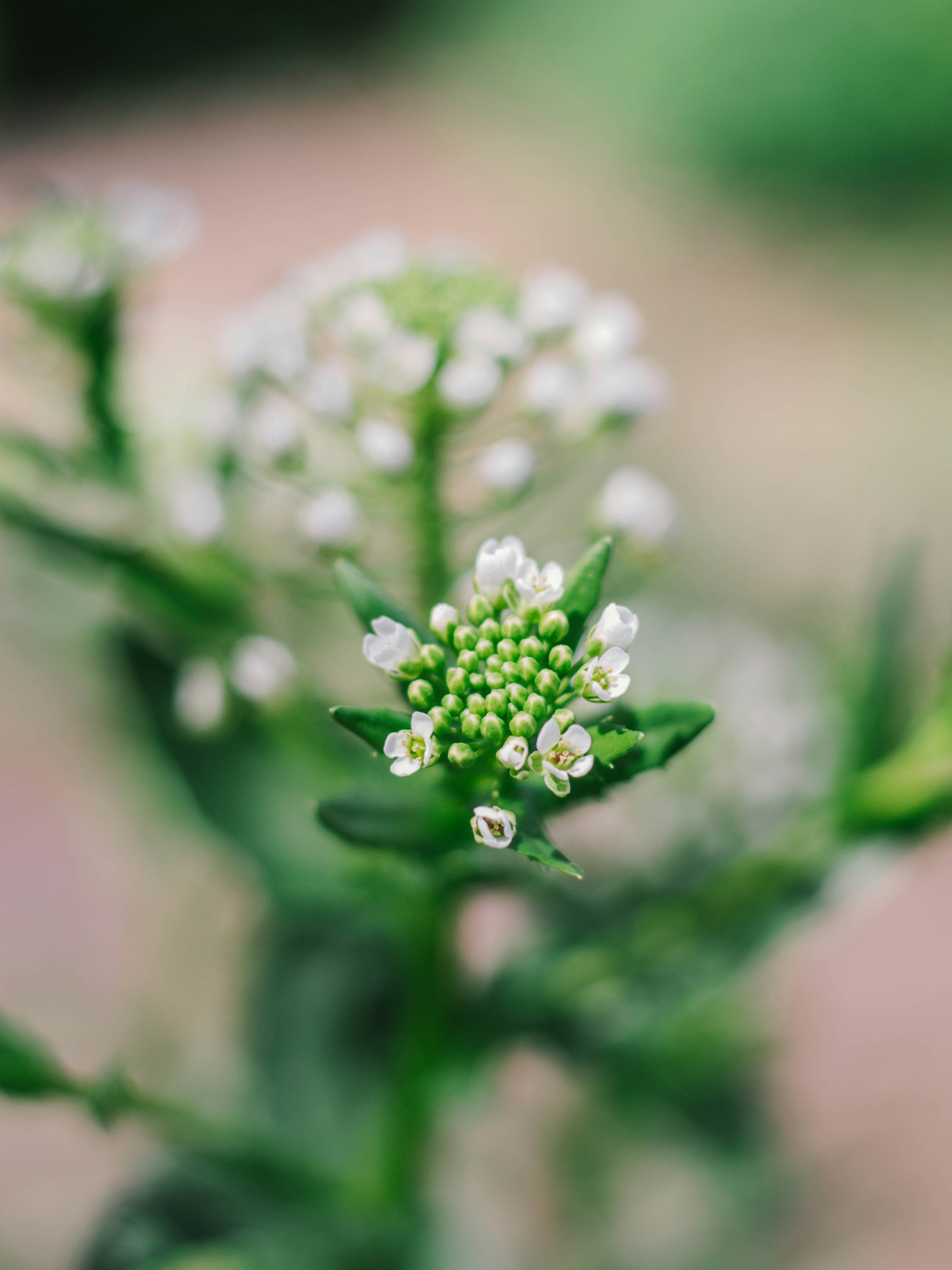 Photo by giobartlett