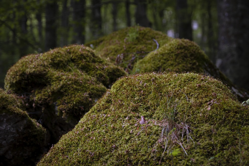 mousse verte sur tronc d’arbre brun