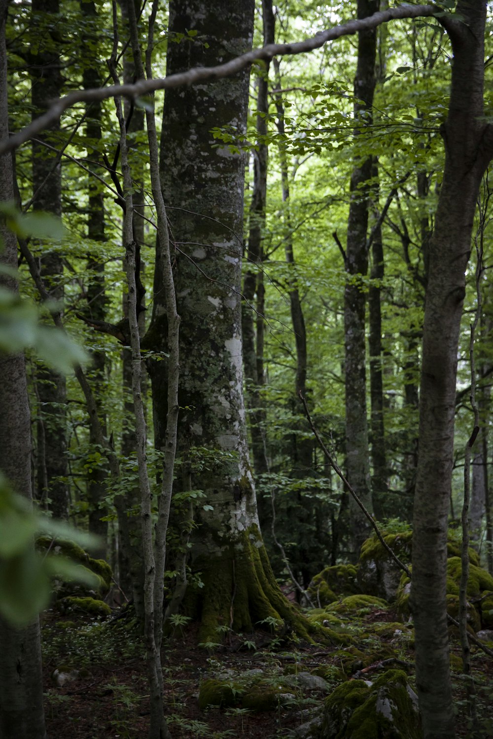 Arbres et plantes verts pendant la journée