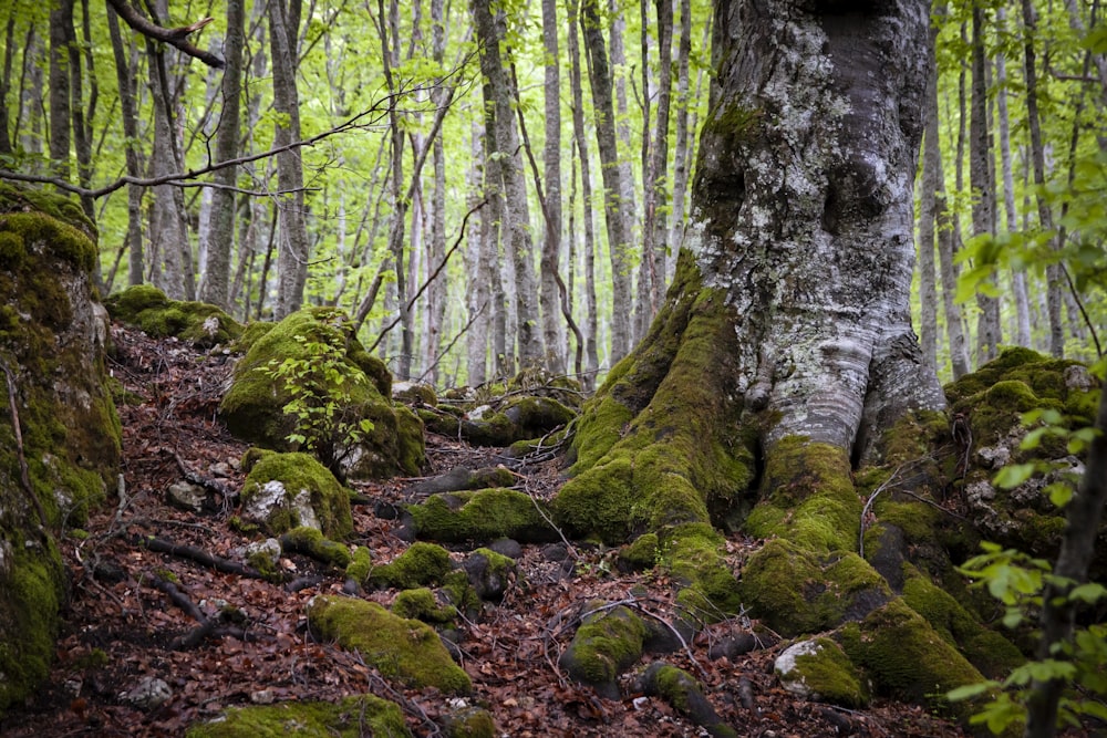 brown and green moss on brown tree trunk