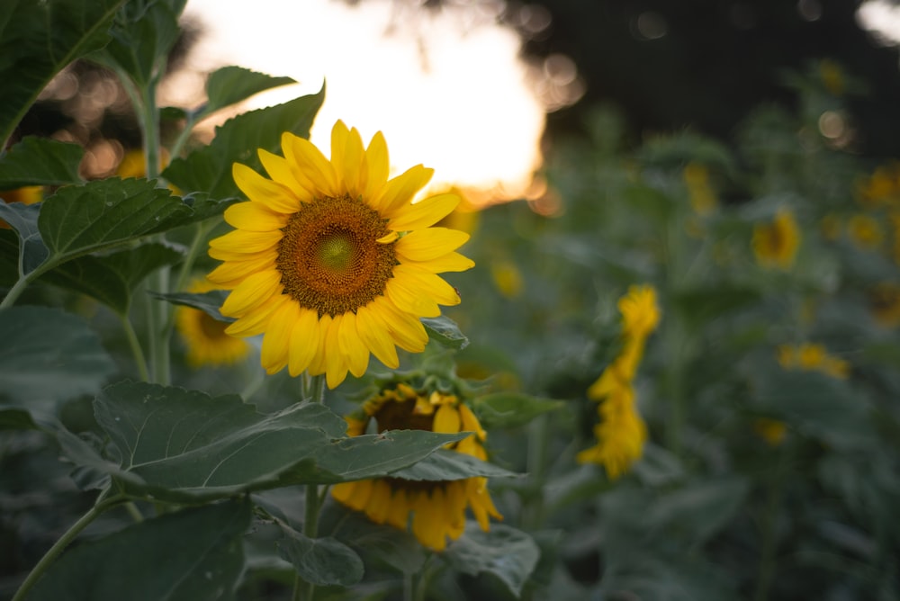 yellow sunflower in bloom during daytime