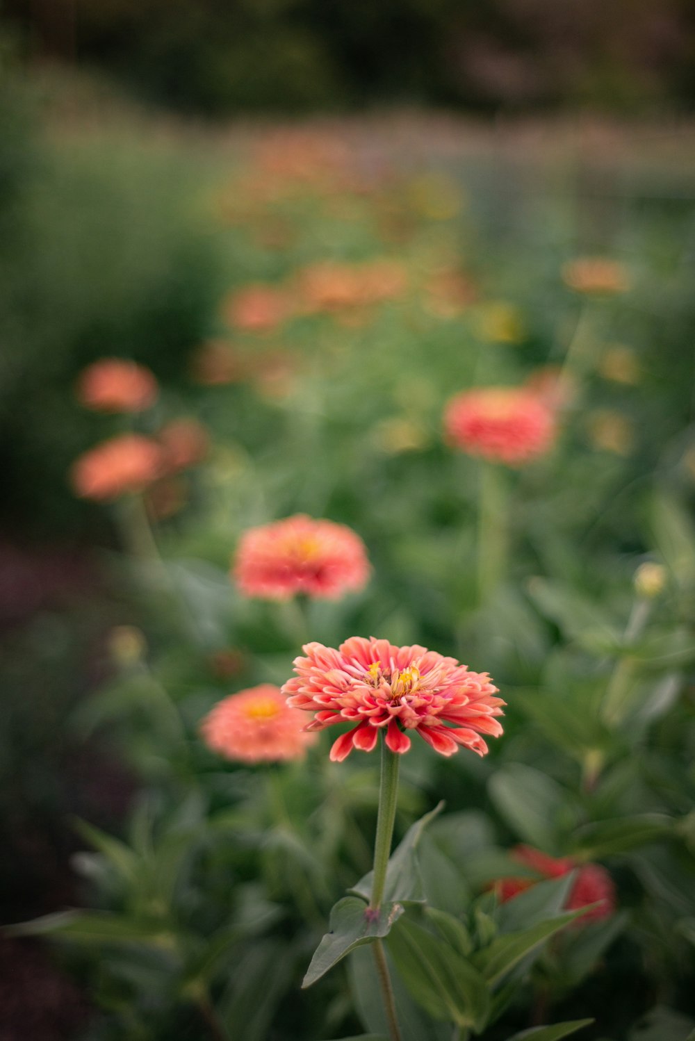 pink flowers in tilt shift lens