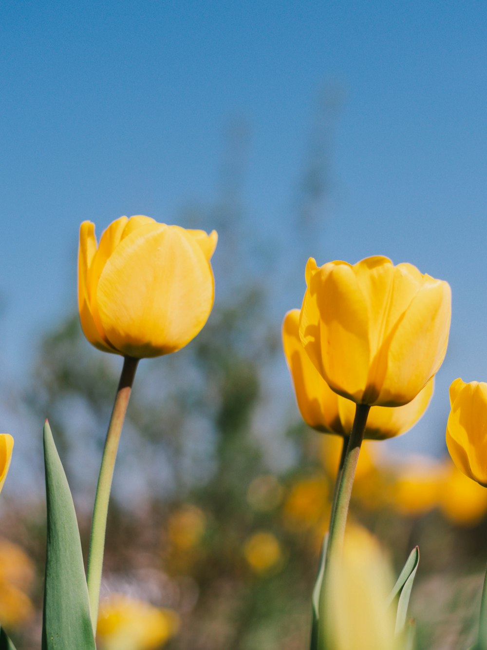 yellow flower in tilt shift lens