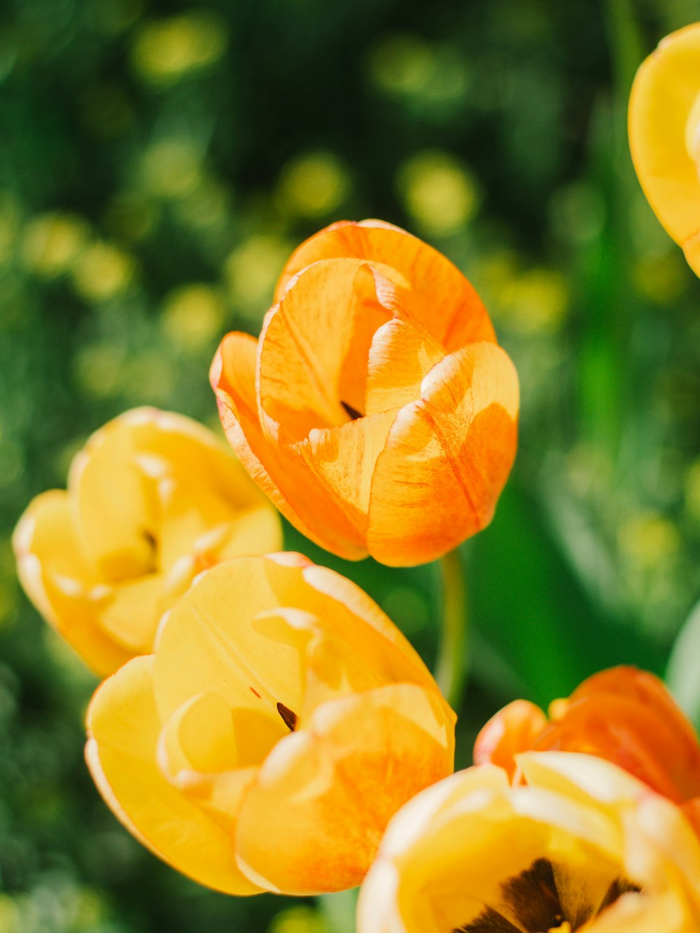 yellow flower in tilt shift lens