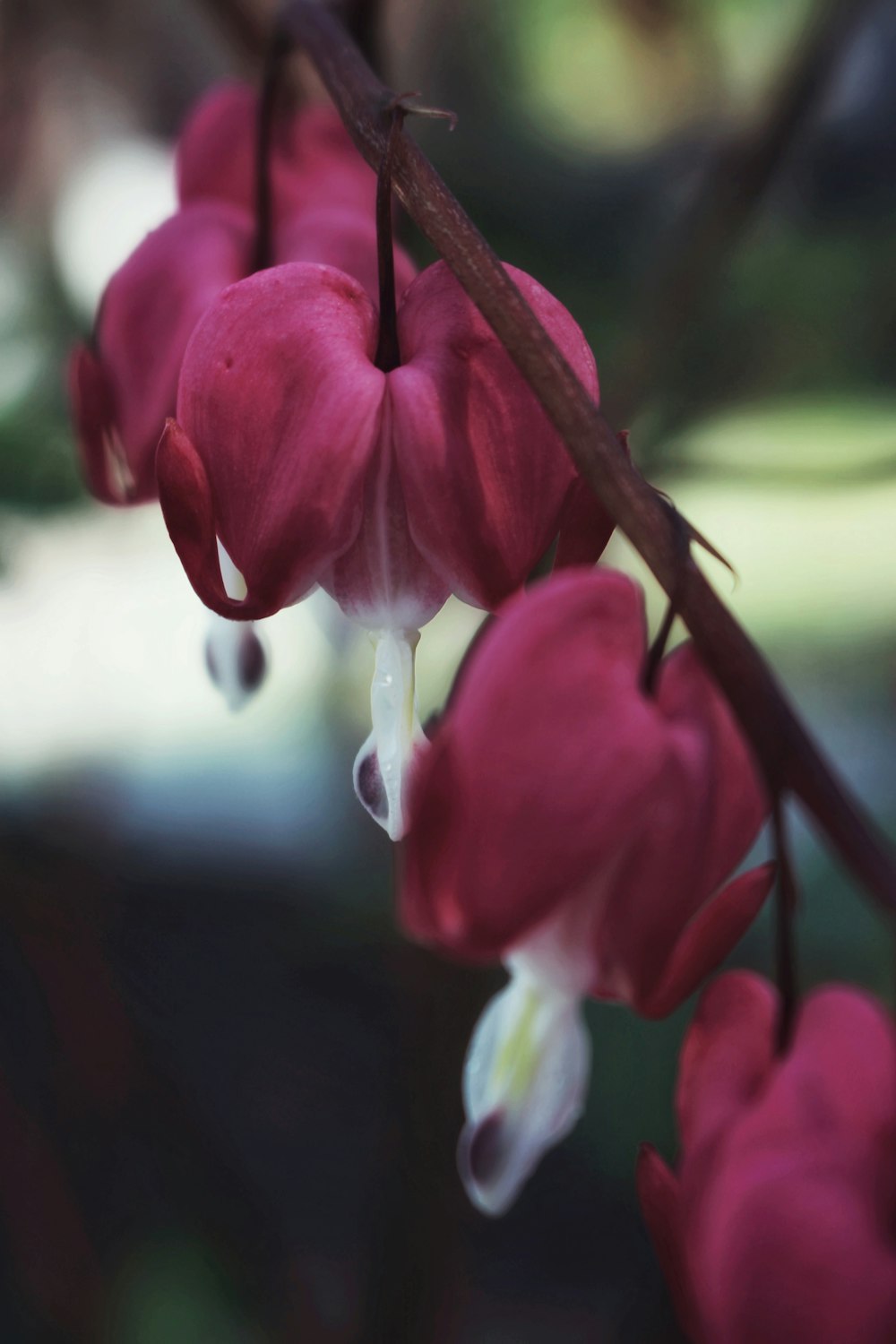 red flower in tilt shift lens