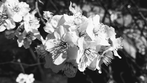 A beautiful close-up of flowers in full bloom, showcasing intricate details.