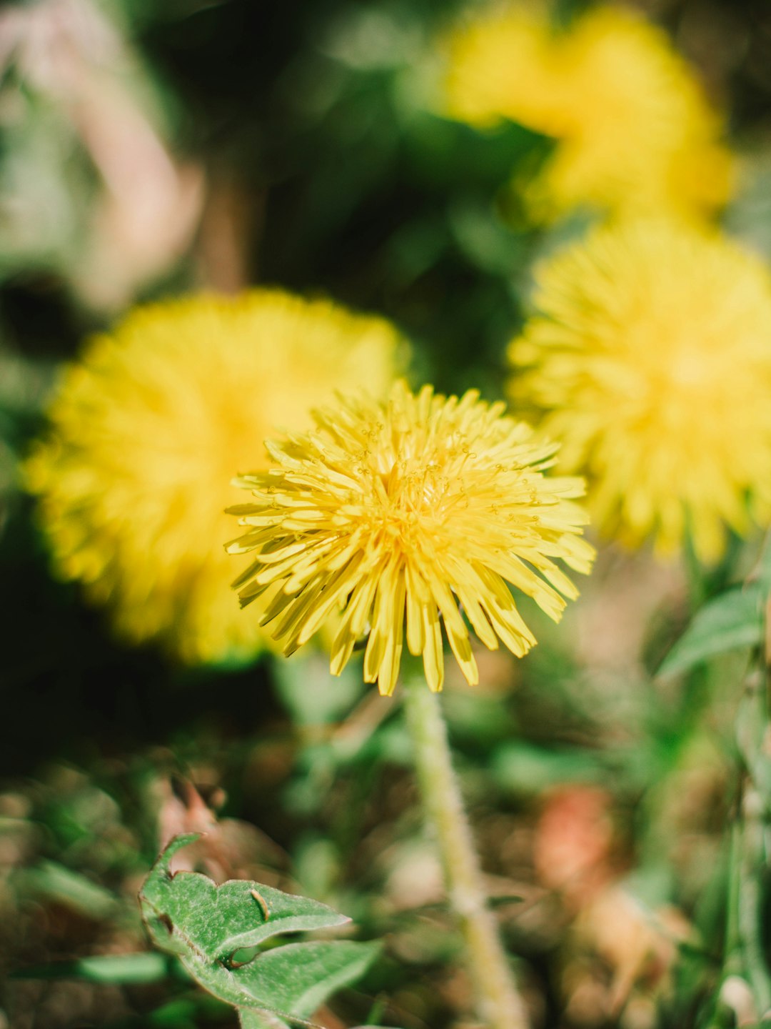 yellow dandelion in close up photography